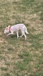 Found/Stray Unknown Dog last seen 49th place, Denver, CO 80238