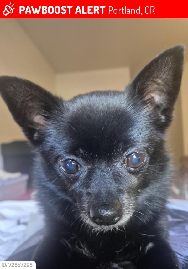 Lost Female Dog last seen 162nd btwn Burnside & Glisan, Portland, OR 97230
