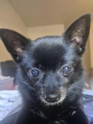 Lost Female Dog last seen 162nd btwn Burnside & Glisan, Portland, OR 97230