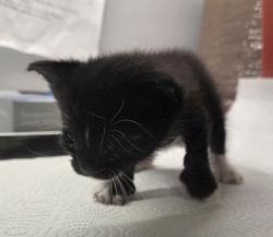 Shelter Stray Male Cat last seen Jensen & Garret, Fresno Zone Fresno CO 3 93725, CA, Fresno, CA 93706