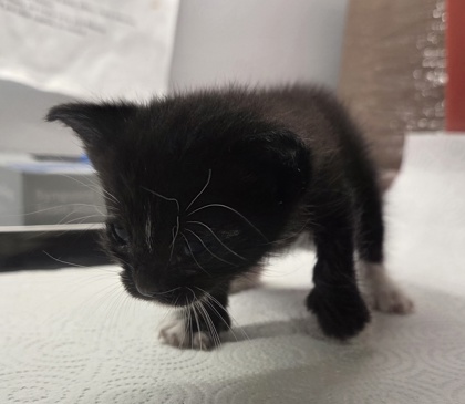 Shelter Stray Male Cat last seen Jensen & Garret, Fresno Zone Fresno CO 3 93725, CA, Fresno, CA 93706