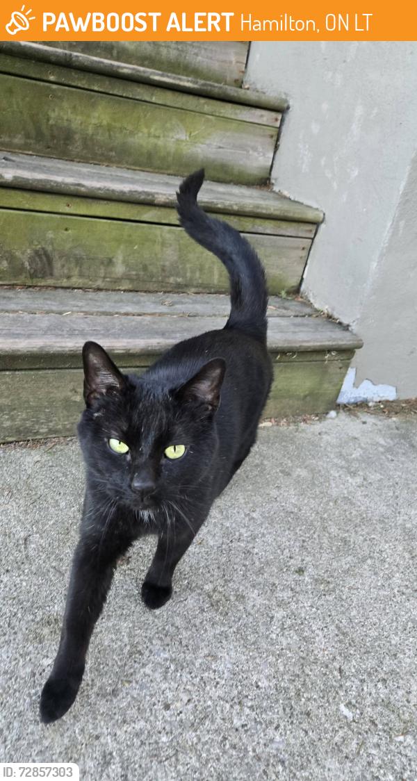 Found/Stray Male Cat last seen Mohawk and UpperGage, Hamilton, ON L8T