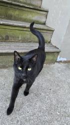 Found/Stray Male Cat last seen Mohawk and UpperGage, Hamilton, ON L8T