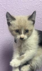 Shelter Stray Female Cat last seen Near ELGIN DR, EL PASO, TX, 79907, CITY of El Paso, TX, Fort Bliss, TX 79906