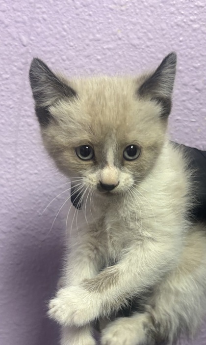 Shelter Stray Female Cat last seen Near ELGIN DR, EL PASO, TX, 79907, CITY of El Paso, TX, Fort Bliss, TX 79906