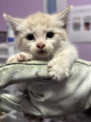 Shelter Stray Female Cat last seen Near ELGIN DR, EL PASO, TX, 79907, CITY of El Paso, TX, Fort Bliss, TX 79906