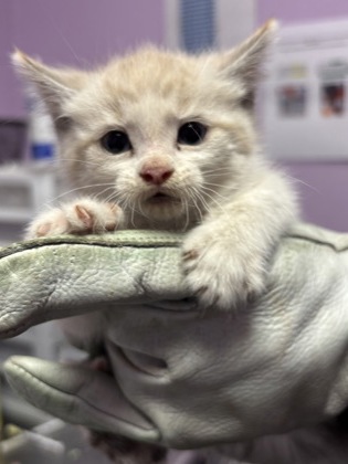 Shelter Stray Female Cat last seen Near ELGIN DR, EL PASO, TX, 79907, CITY of El Paso, TX, Fort Bliss, TX 79906