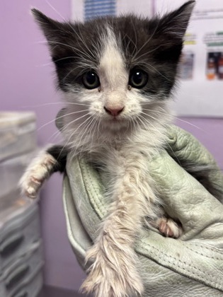 Shelter Stray Female Cat last seen Near ELGIN DR, EL PASO, TX, 79907, CITY of El Paso, TX, Fort Bliss, TX 79906