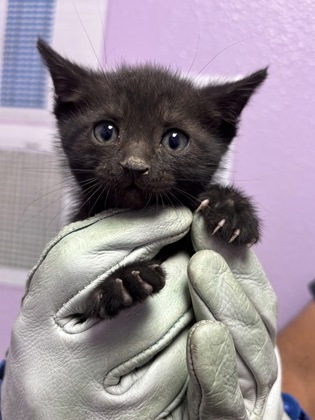 Shelter Stray Male Cat last seen Near ELGIN DR, EL PASO, TX, 79907, CITY of El Paso, TX, Fort Bliss, TX 79906