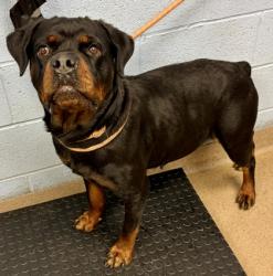 Shelter Stray Female Dog last seen Near Elkhorn Dr, 30034, GA, Atlanta, GA 30341