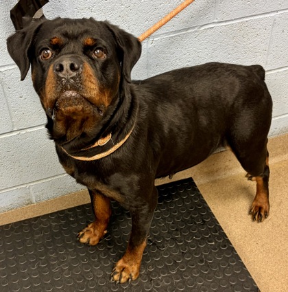 Shelter Stray Female Dog last seen Near Elkhorn Dr, 30034, GA, Atlanta, GA 30341