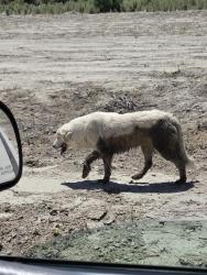 Found/Stray Unknown Dog last seen Near Ave , Riverside County, CA 92274