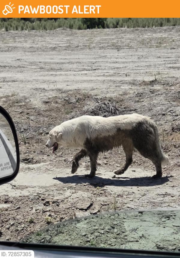 Found/Stray Unknown Dog last seen Near Ave , Riverside County, CA 92274
