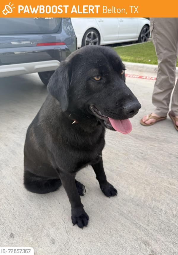 Found/Stray Male Dog last seen Avenue D, Mi Pueblo , Belton, TX 76513