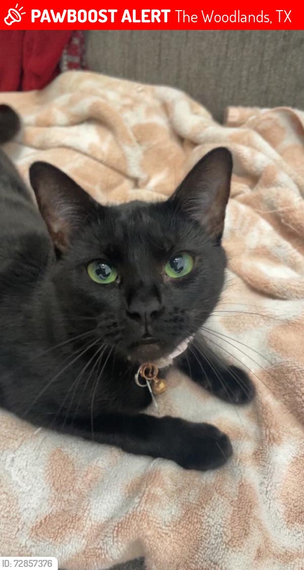 Lost Female Cat last seen Valleywood Rd, The Woodlands, TX 77380