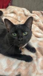 Lost Female Cat last seen Valleywood Rd, The Woodlands, TX 77380