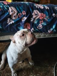 Found/Stray Female Dog last seen Ogema and Atherton rd, Flint, MI 48507
