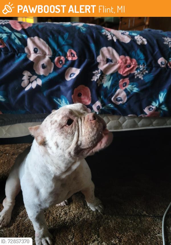 Found/Stray Female Dog last seen Ogema and Atherton rd, Flint, MI 48507