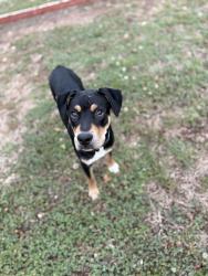 Found/Stray Male Dog last seen Near forest hill road , Macon, GA 31210