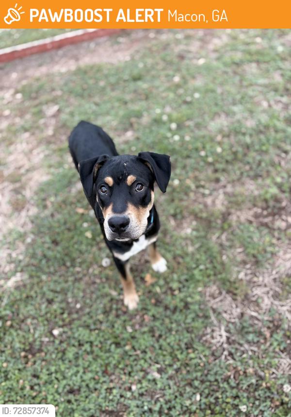 Found/Stray Male Dog last seen Near forest hill road , Macon, GA 31210