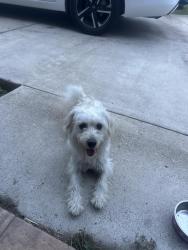 Found/Stray Male Dog last seen Central Ave/Boca Chica/Airport, Brownsville, TX 78521