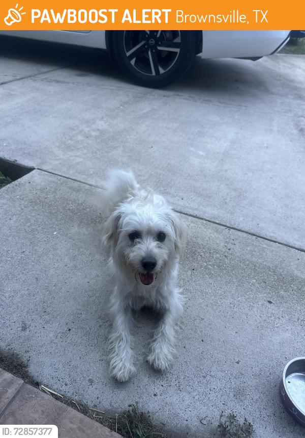 Found/Stray Male Dog last seen Central Ave/Boca Chica/Airport, Brownsville, TX 78521