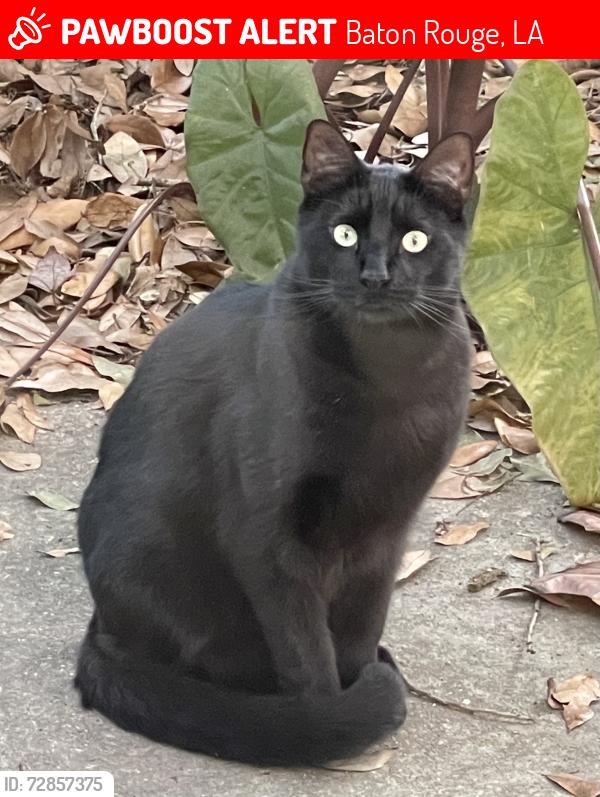 Lost Male Cat last seen St. Aloysius Schiol, Baton Rouge, LA 70808