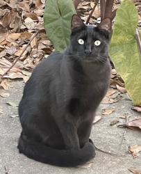 Lost Male Cat last seen St. Aloysius Schiol, Baton Rouge, LA 70808