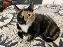 Lost Female Cat last seen 115th and Hazel hill rd, Happy Valley, OR 97086