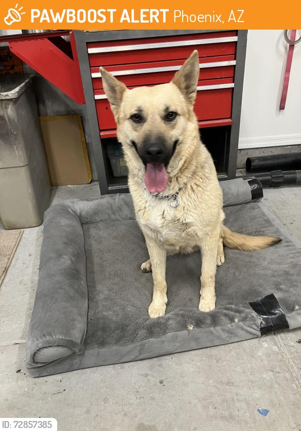 Found/Stray Female Dog last seen 83rd and Missouri, Phoenix, AZ 85015