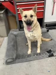 Found/Stray Female Dog last seen 83rd and Missouri, Phoenix, AZ 85015