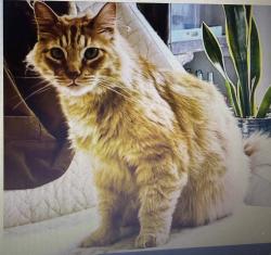Lost Male Cat last seen Jolie Pointe and Munger , West Linn, OR 97068