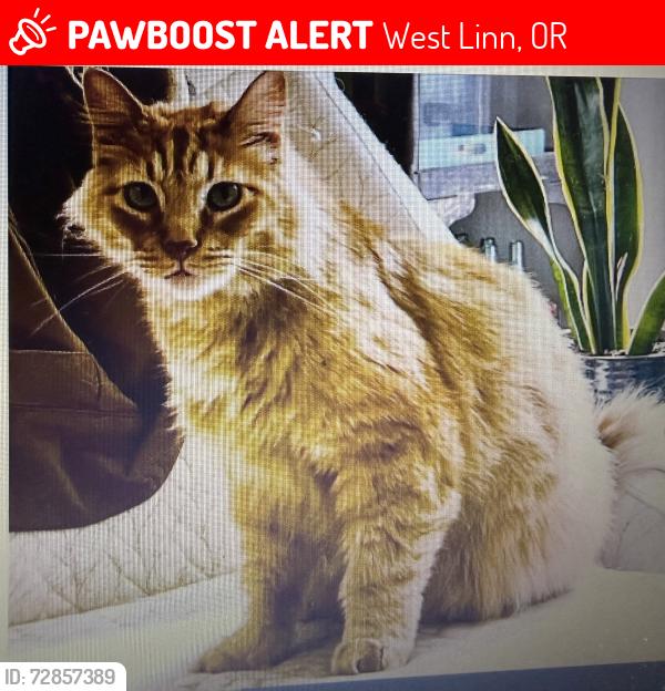 Lost Male Cat last seen Jolie Pointe and Munger , West Linn, OR 97068