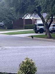 Found/Stray Male Dog last seen Near ymca, Harker Heights, TX 76548