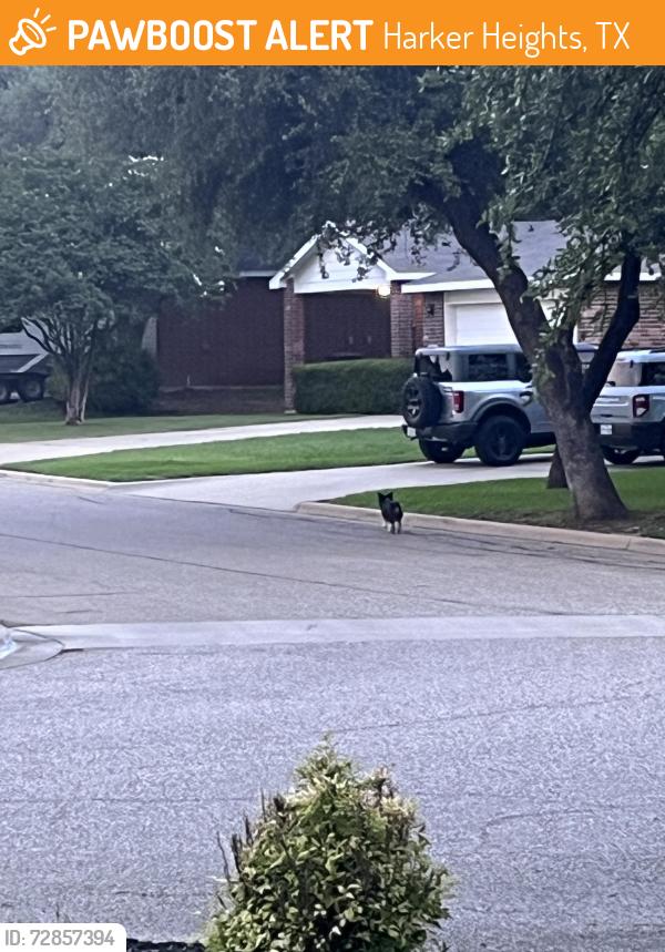 Found/Stray Male Dog last seen Near ymca, Harker Heights, TX 76548
