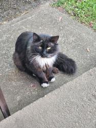 Found/Stray Male Cat last seen 6th and James, Keizer, OR 97303