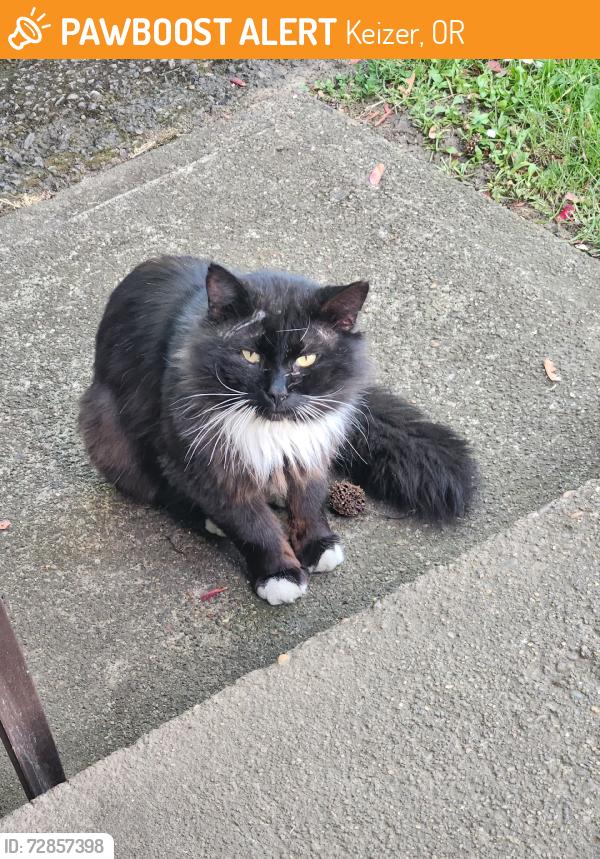Found/Stray Male Cat last seen 6th and James, Keizer, OR 97303