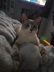 Lost Male Cat last seen Arla CT and Lake Howell, Winter Park, FL 32792