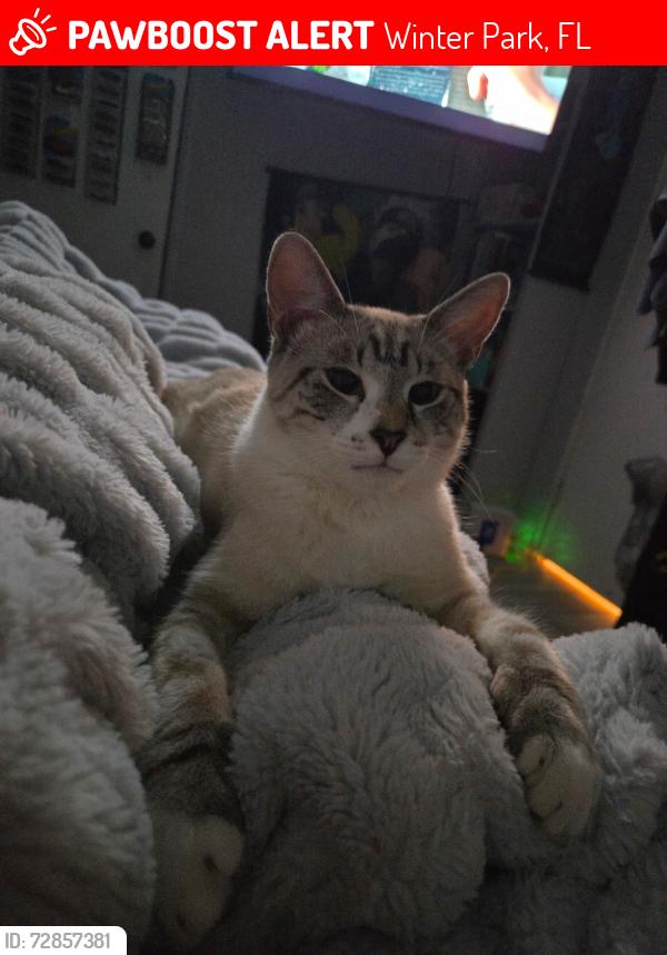 Lost Male Cat last seen Arla CT and Lake Howell, Winter Park, FL 32792