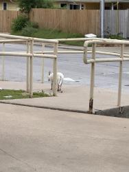 Found/Stray Female Dog last seen Family Dollar, Austin, TX 78721