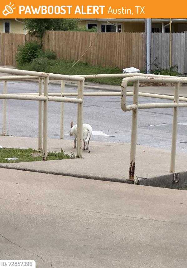 Found/Stray Female Dog last seen Family Dollar, Austin, TX 78721
