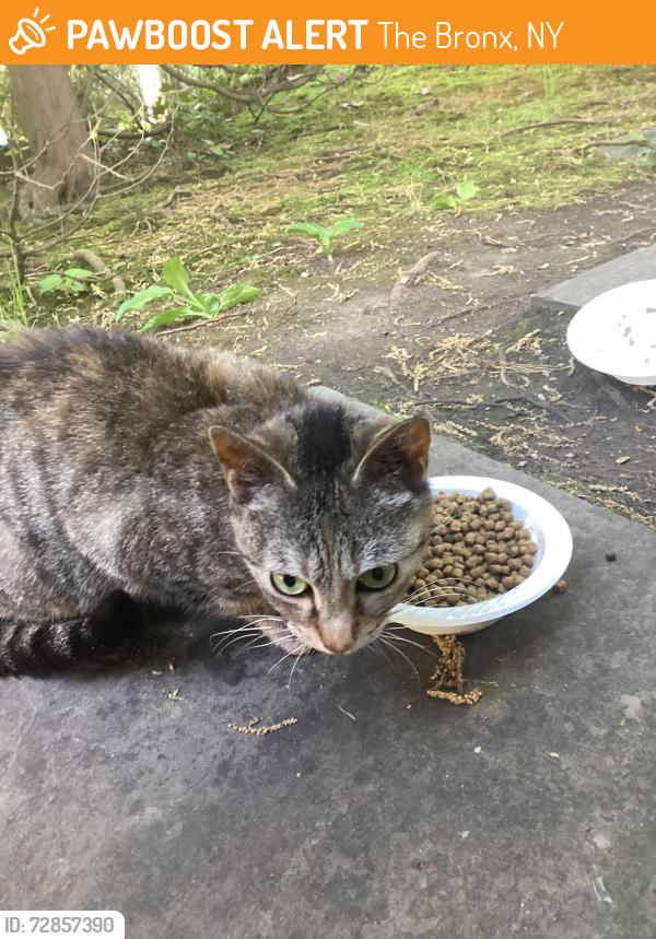 Found/Stray Unknown Cat last seen Near and Delafield , The Bronx, NY 10471