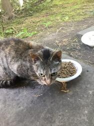 Found/Stray Unknown Cat last seen Near and Delafield , The Bronx, NY 10471