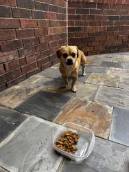 Found/Stray Male Dog last seen Bogie Way , Converse, TX 78109