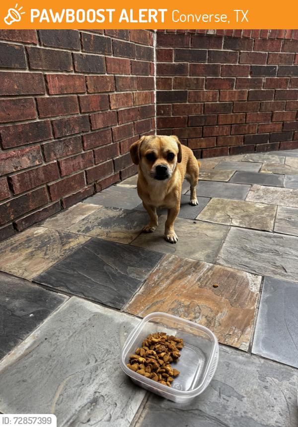 Found/Stray Male Dog last seen Bogie Way , Converse, TX 78109