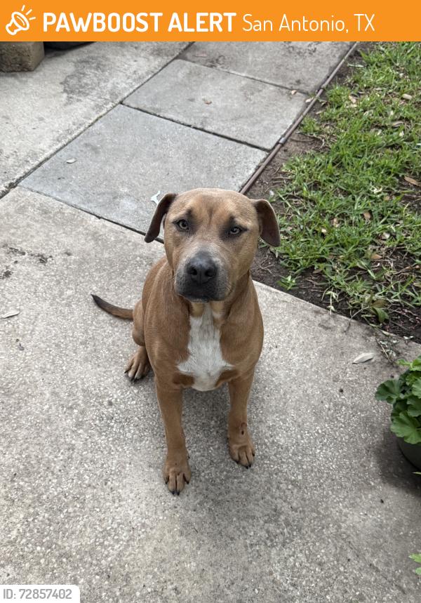 Found/Stray Female Dog last seen Walzem, San Antonio, TX 78244