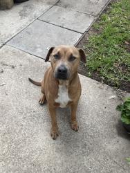 Found/Stray Female Dog last seen Walzem, San Antonio, TX 78244