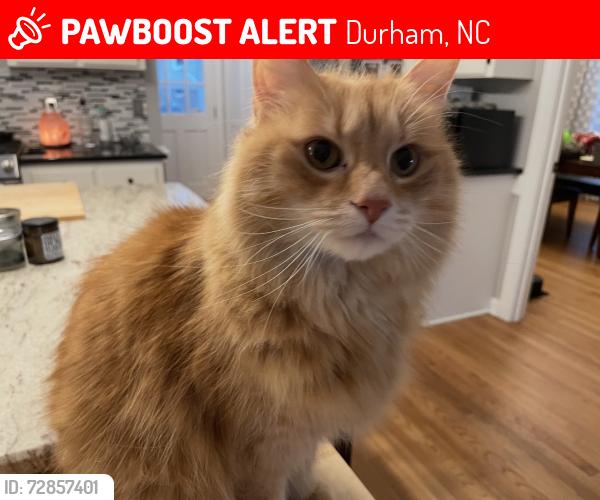 Lost Male Cat last seen Highgate , Durham, NC 27713