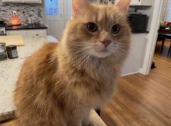 Lost Male Cat last seen Highgate , Durham, NC 27713