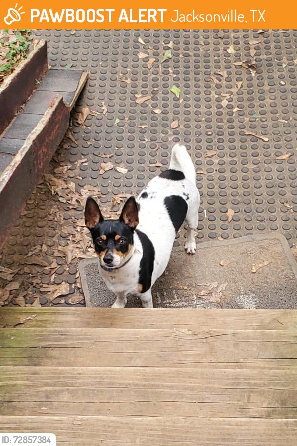 Found/Stray Male Dog last seen Hw 135, Jacksonville, TX 75766